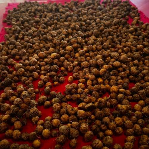 Chufa/Tiger Nuts (20 Seeds)